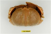 藏品(逍遙饅頭蟹)的圖片